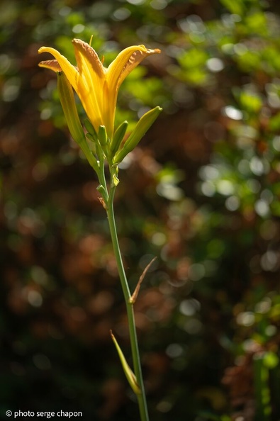 bokeh et fleur jaune