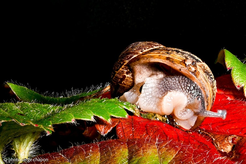 escargot sur feuille de fraisier