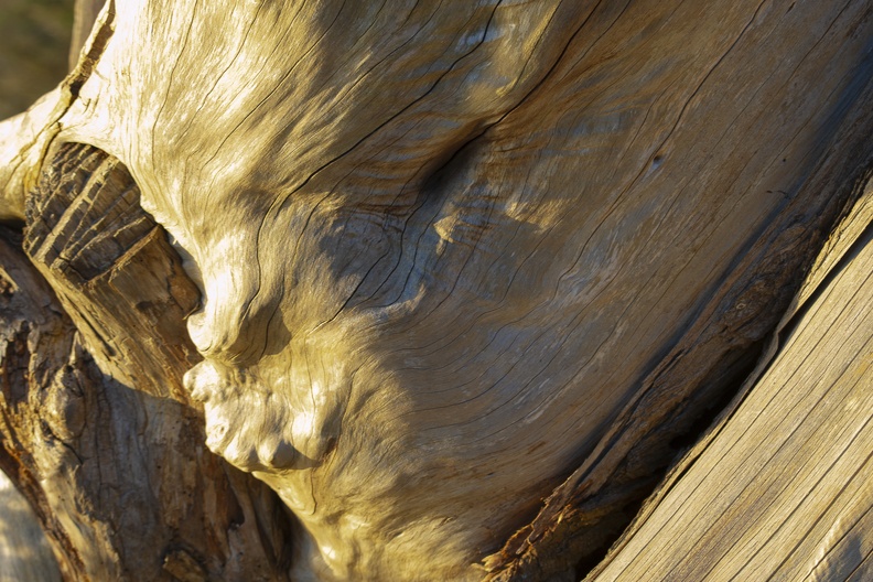 le bois, quand la nature sculpte 2.jpg