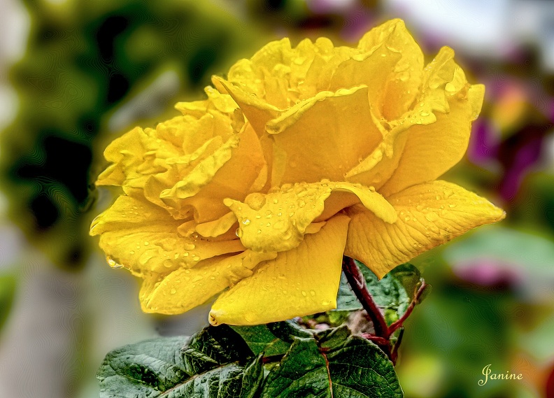 rose jaune.4