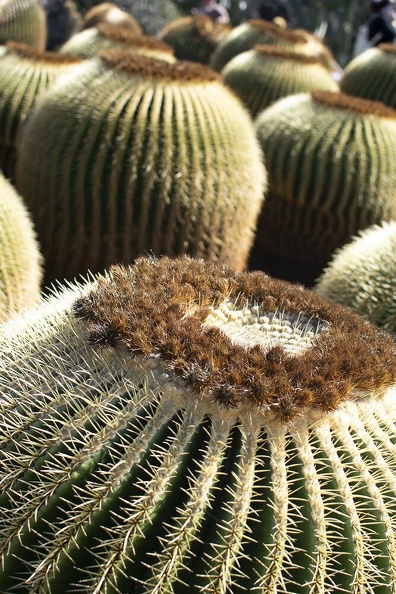 Lanzarote Cactus
